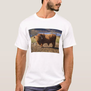 Highland Cattle Bull, Scotland T-Shirt