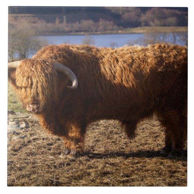 Highland Cattle Bull, Scotland Tile (Front)