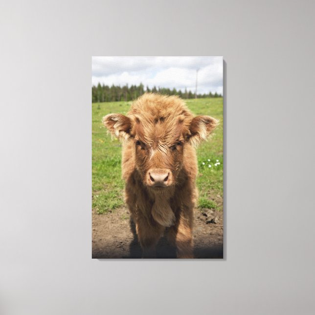 Highland Cattle calf, near Dufftown, Canvas Print (Front)