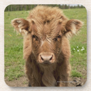 Highland Cattle calf, near Dufftown, Coaster