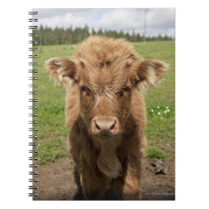 Highland Cattle calf, near Dufftown, Notebook