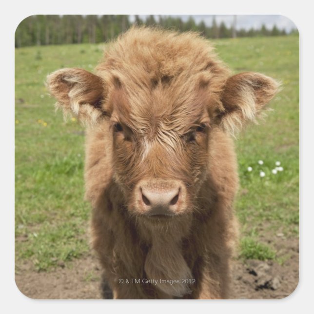 Highland Cattle calf, near Dufftown, Square Sticker (Front)