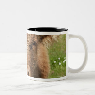 Highland Cattle calf, near Dufftown, Two-Tone Coffee Mug