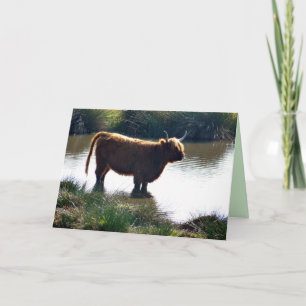 Highland Cattle Card