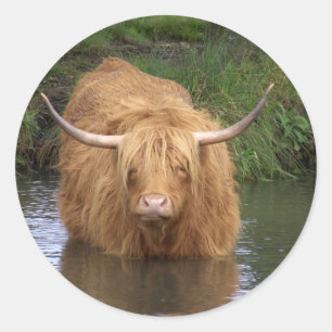 Highland Cattle Classic Round Sticker