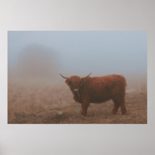 HIGHLAND CATTLE COW POSTER