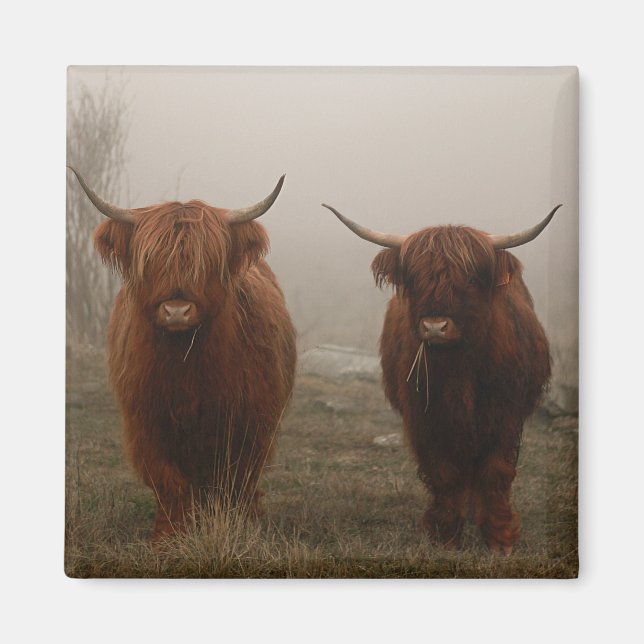Highland Cattle Fog Photo Magnet (Front)