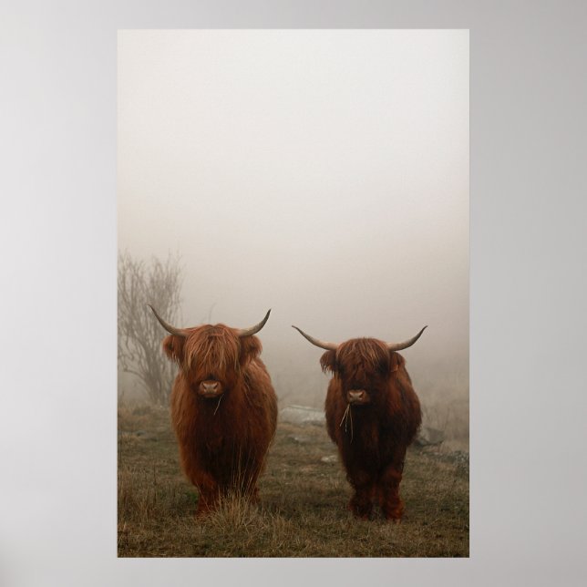 Highland Cattle Fog Photo Poster (Front)