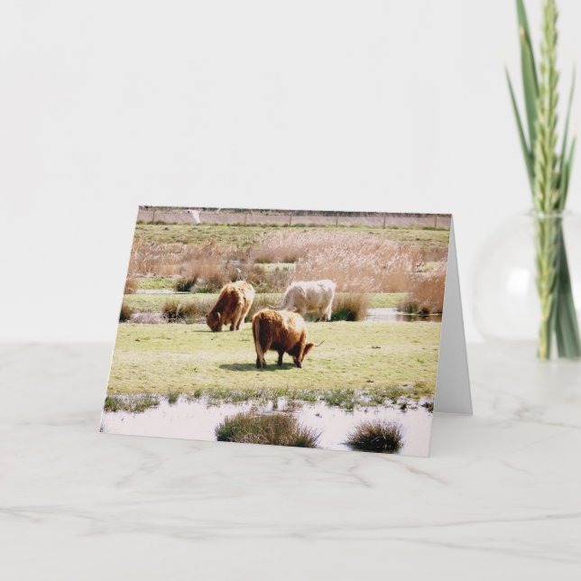 Highland Cattle Grazing Card (Front)
