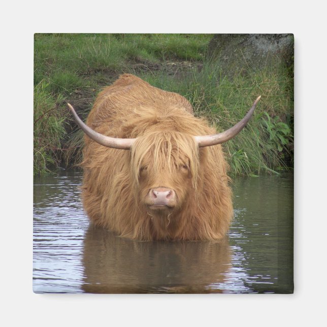 Highland Cattle Magnet (Front)