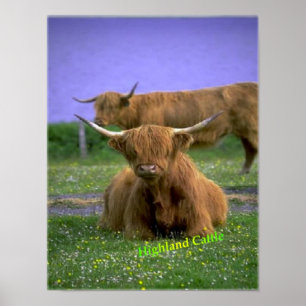 Highland-Cattle poster