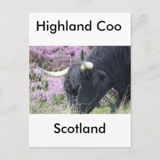 Highland Coo Postcard