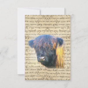 Highland cow