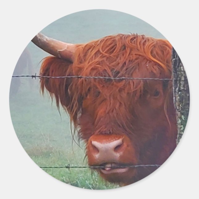 Highland Cow Biting A Wire Fence Classic Round Sticker (Front)
