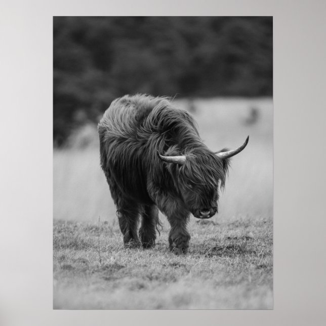 Highland Cow Black And White Rustic Farmhouse Poster (Front)