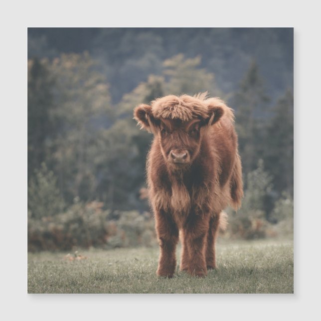 Highland cow calf autumn grass field (Front)