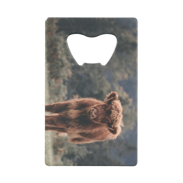 Highland cow calf autumn grass field (Front)