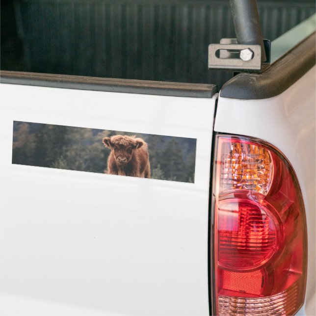 Highland cow calf autumn grass field bumper sticker (On Truck)