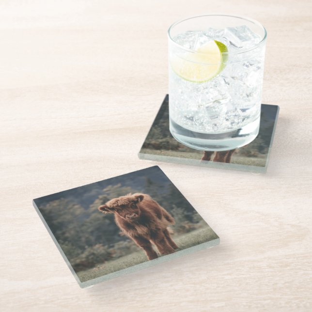 Highland cow calf autumn grass field glass coaster (Angled)