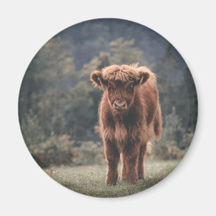 Highland cow calf autumn grass field magnet