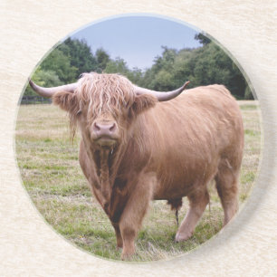 Highland Cow Coaster