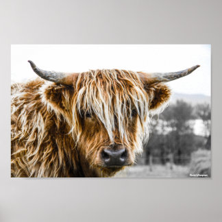 Highland Cow Coo Poster