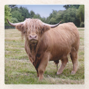 Highland Cow Glass Coaster