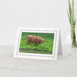 Highland cow greeting card