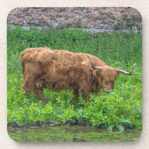 Highland cow hard plastic coasters