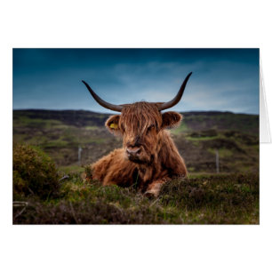 Highland Cow In Field Blank Card