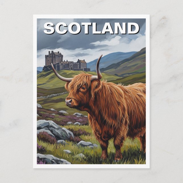 Highland Cow in Scotland Travel Postcard (Front)