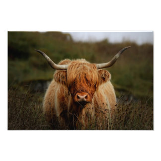 Highland Cow Isle of Mull Photo Print