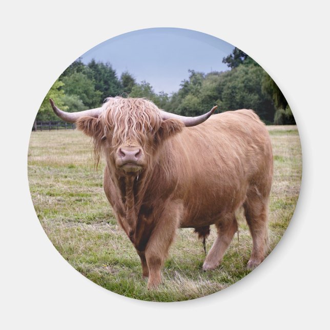 Highland Cow Magnet (Front)
