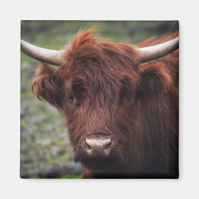 Highland cow magnet (Front)
