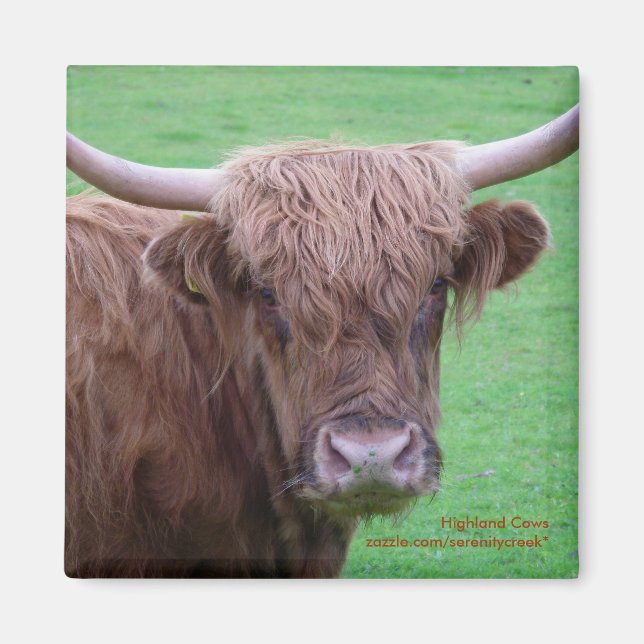 Highland Cow Magnet (Front)