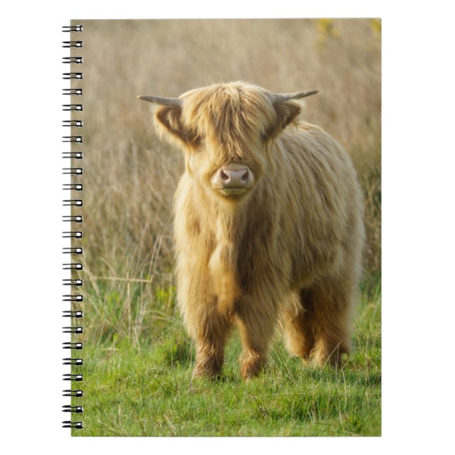 Highland Cow Notebook (Front)