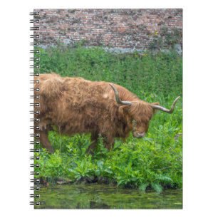 Highland cow notebook