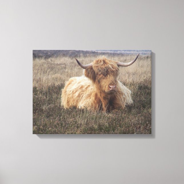 Highland Cow on Dartmoor Canvas Print (Front)
