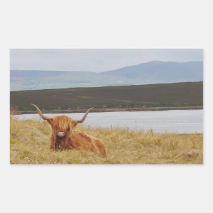 Highland Cow Orkney Sticker 
