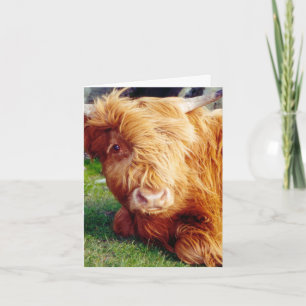 Highland Cow Photo Card