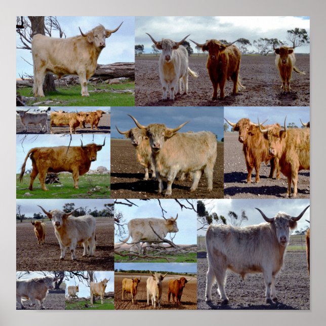 Highland Cow Photo Collage, Poster (Front)