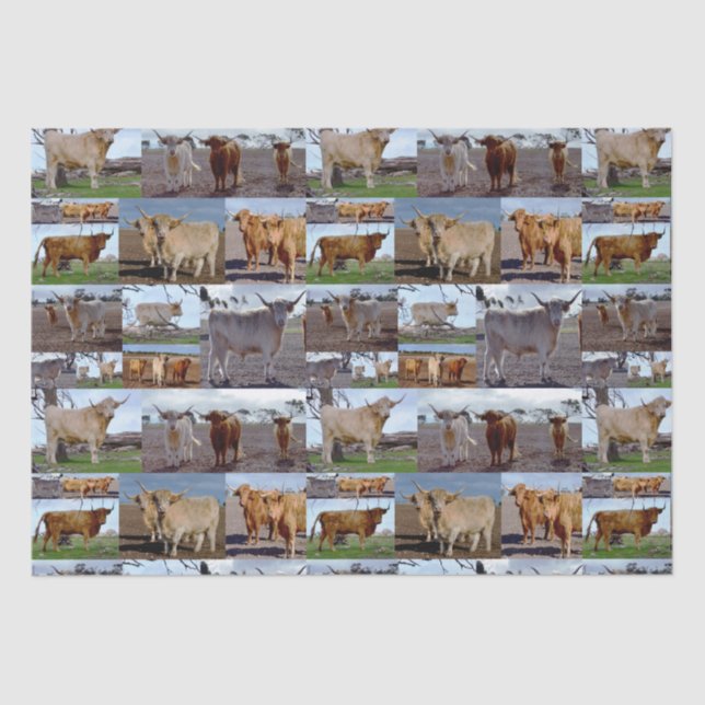 Highland Cow Photo Collage,  Tissue Paper (Front)