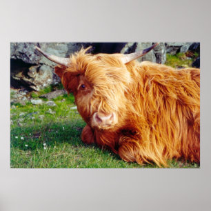 Highland Cow Photo Poster