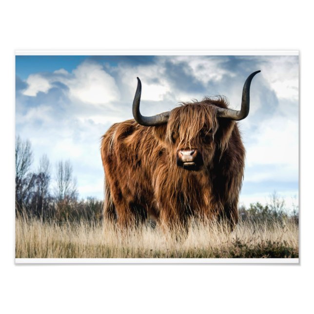 Highland Cow Photo Print (Front)