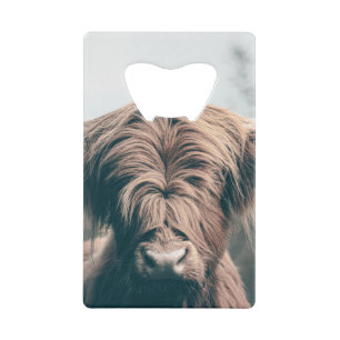 Highland cow portrait