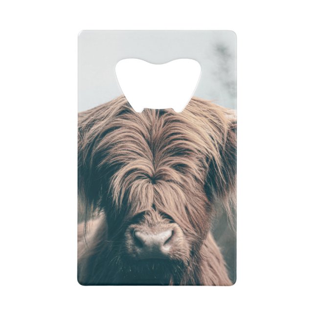 Highland cow portrait (Front)