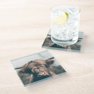 Highland cow portrait glass coaster