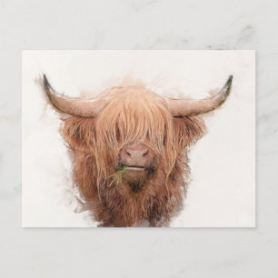 Highland Cow Portrait Holiday Postcard