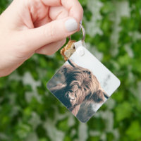 Highland cow portrait