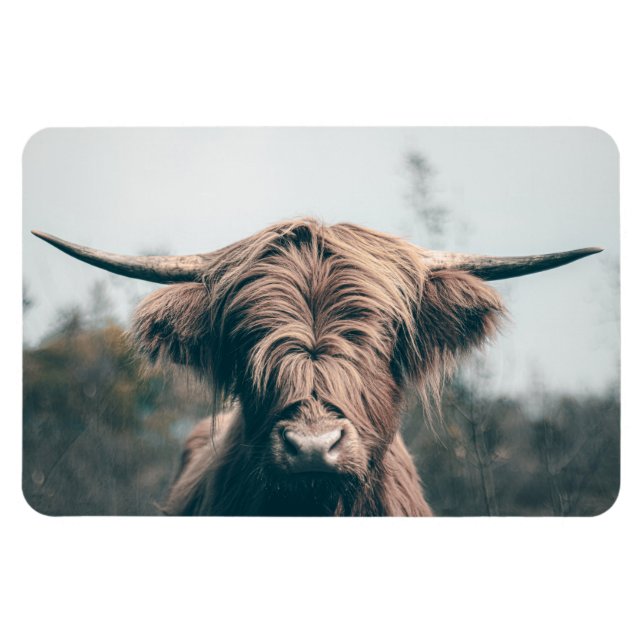 Highland cow portrait magnet (Horizontal)